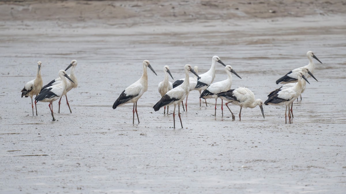 Oriental Stork - ML634779090