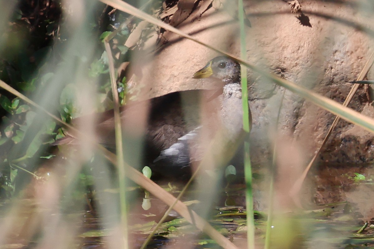 Lesser Moorhen - ML634779163