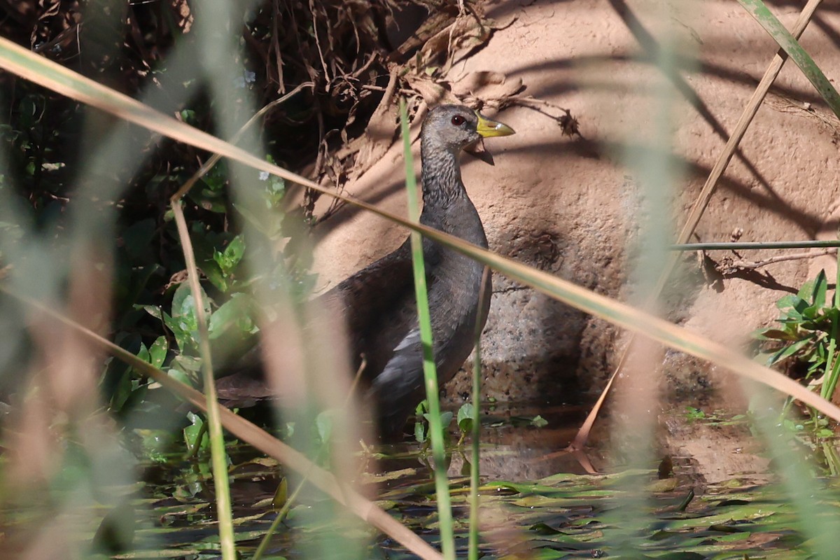 Lesser Moorhen - ML634779164