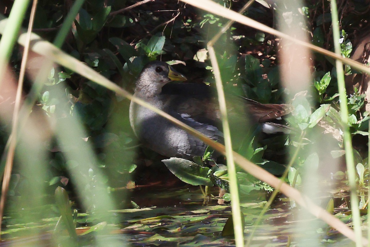 Lesser Moorhen - ML634779165