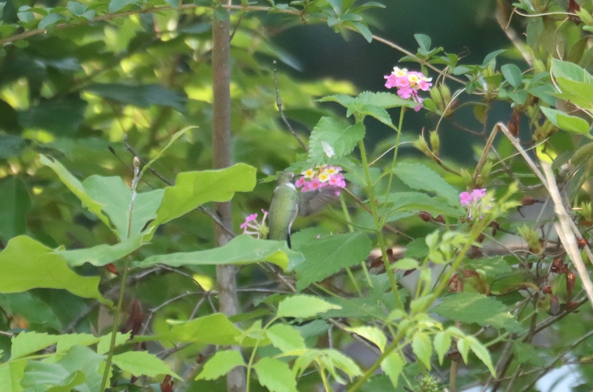 Black-chinned Hummingbird - ML634779250