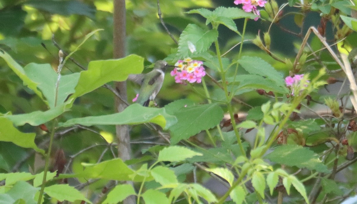 Black-chinned Hummingbird - ML634779253