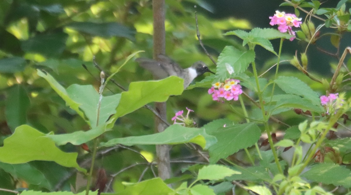 Black-chinned Hummingbird - ML634779258