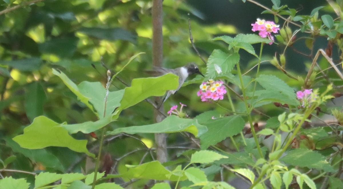 Black-chinned Hummingbird - ML634779260