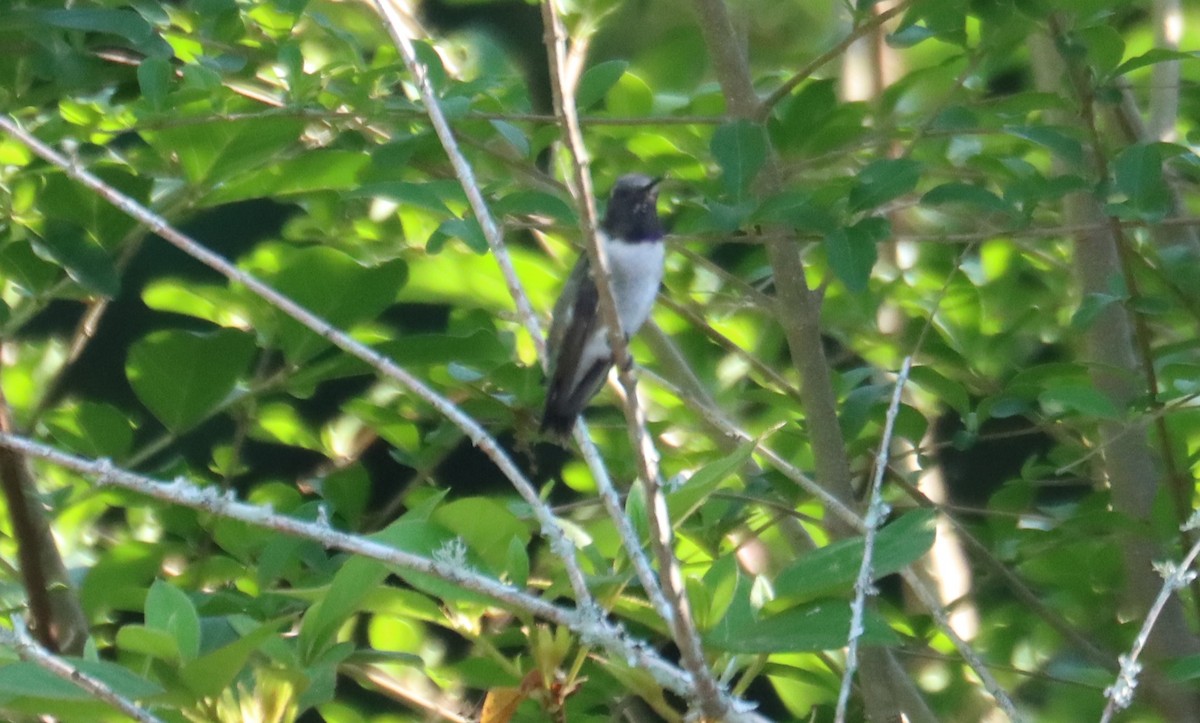 Black-chinned Hummingbird - ML634779262