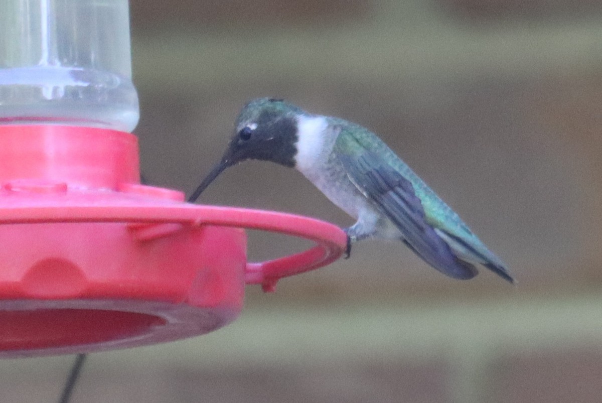 Black-chinned Hummingbird - ML634779328