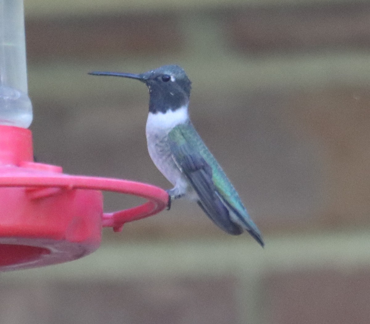 Black-chinned Hummingbird - ML634779331