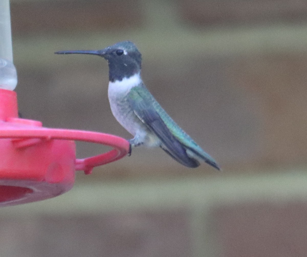 Black-chinned Hummingbird - ML634779374