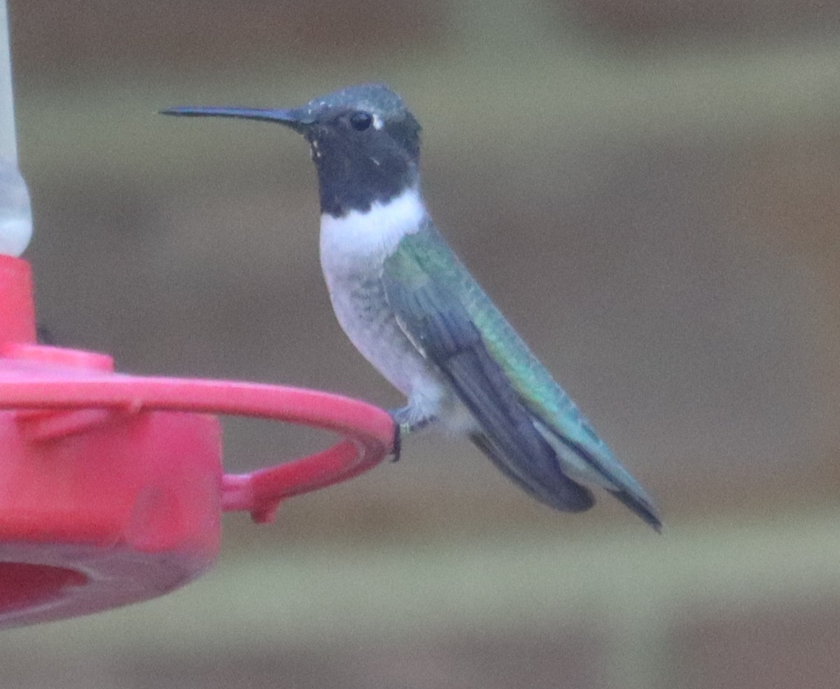 Black-chinned Hummingbird - ML634779375