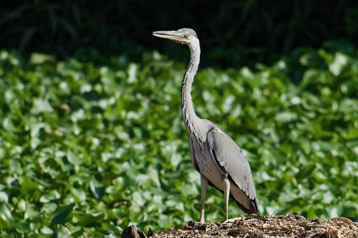 蒼鷺 - ML634779425