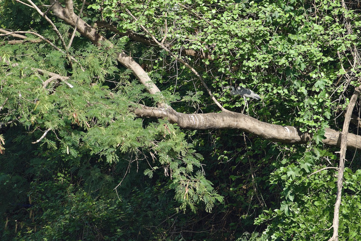 蒼鷺 - ML634779426