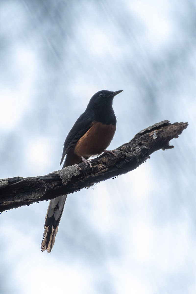White-rumped Shama - ML634779454