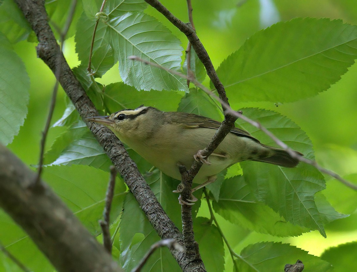 Worm-eating Warbler - ML634779524