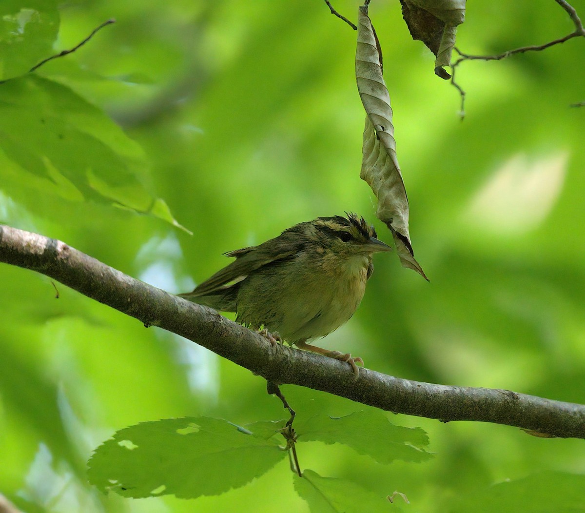 Worm-eating Warbler - ML634779529