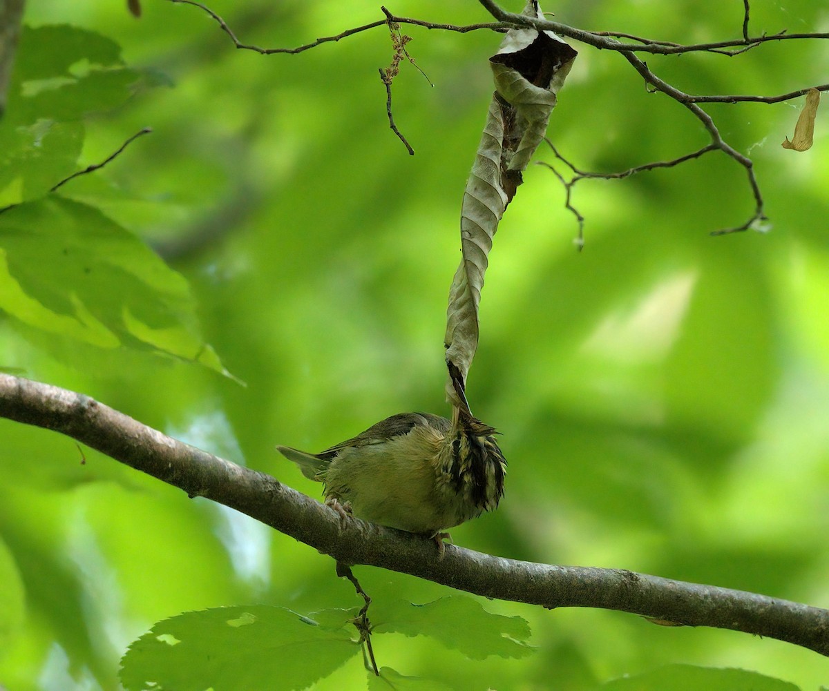Worm-eating Warbler - ML634779535