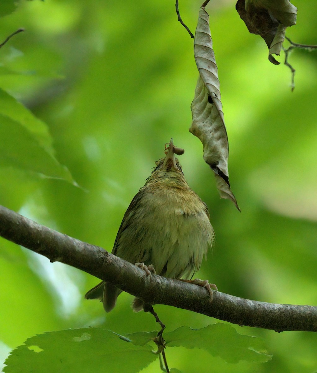 Worm-eating Warbler - ML634779540