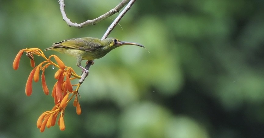 Yellow-eared Spiderhunter - ML634779557