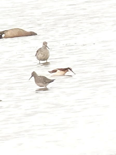 Wilson's Phalarope - ML634779700