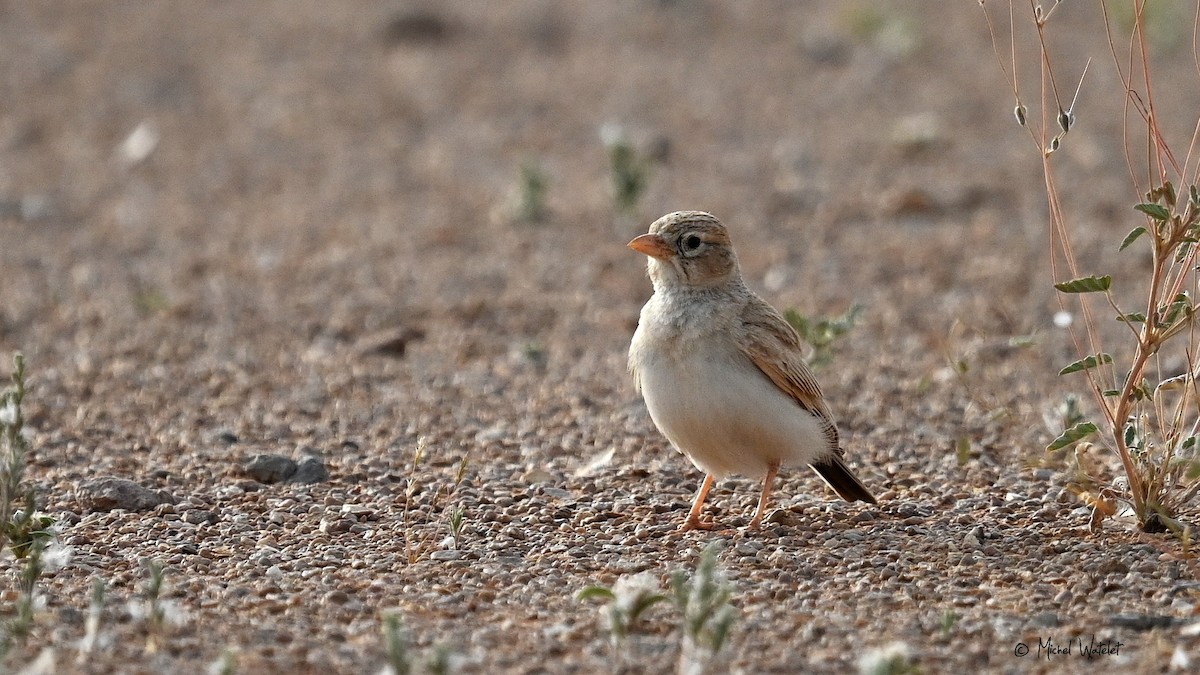 Arabian Lark - ML634779936