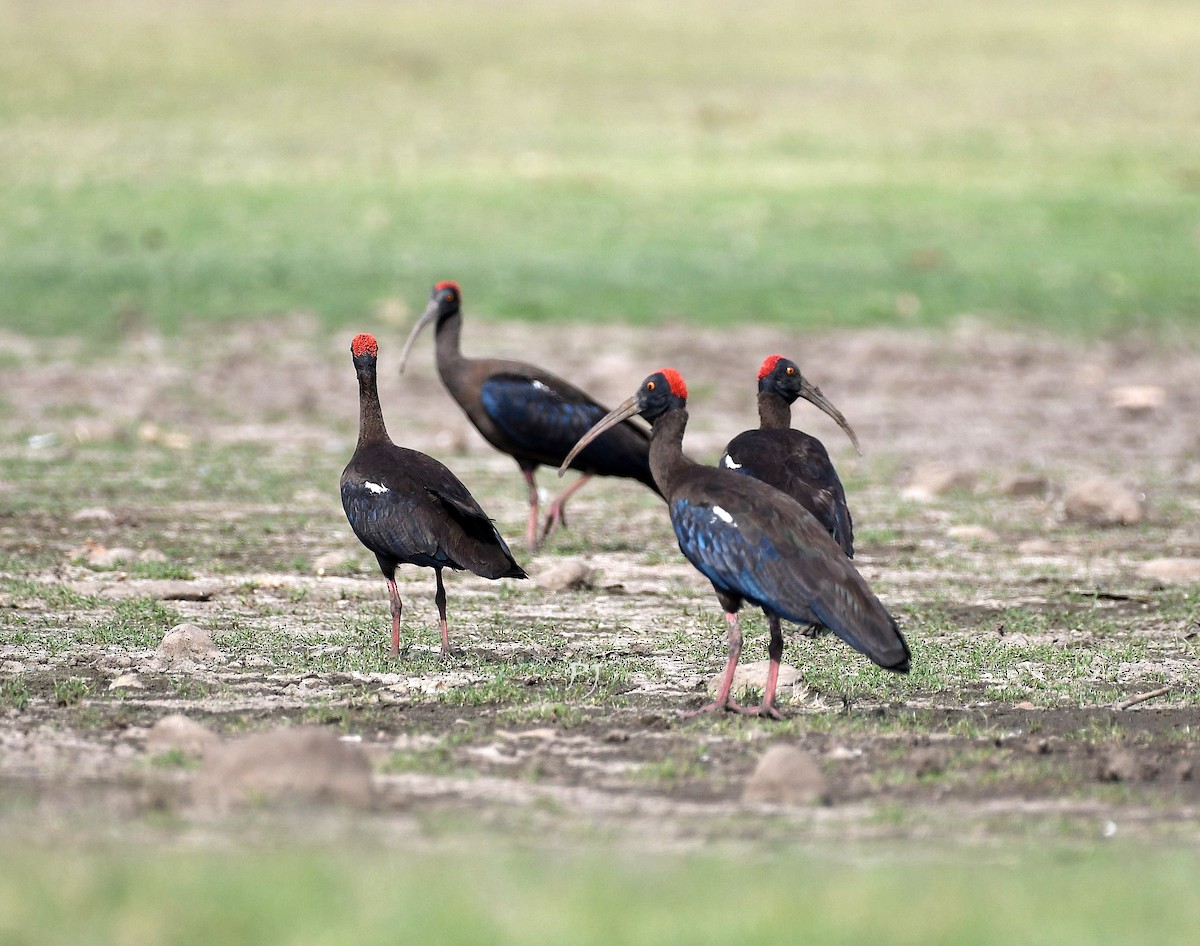 Red-naped Ibis - ML634780027