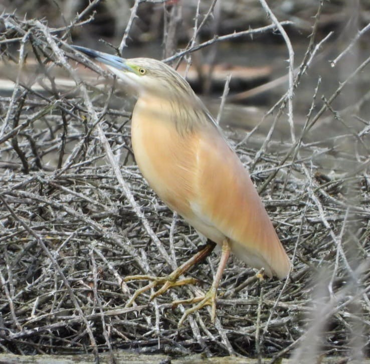 Squacco Heron - ML634780040