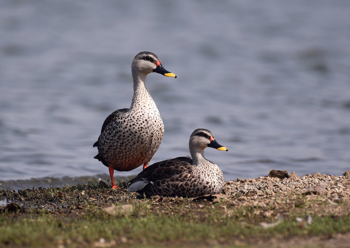 Indian Spot-billed Duck - ML634780060