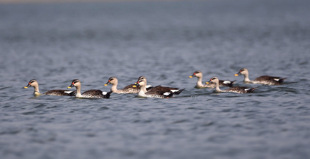 Indian Spot-billed Duck - ML634780061