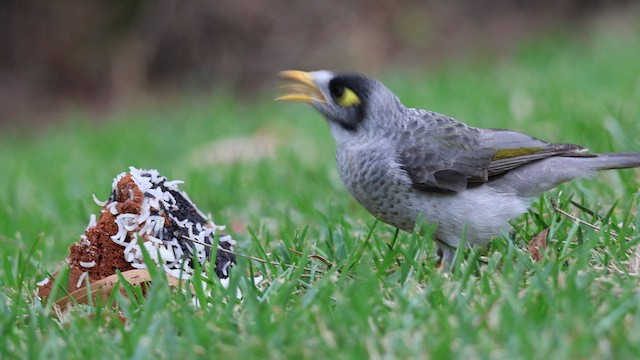 Noisy Miner - ML634780406