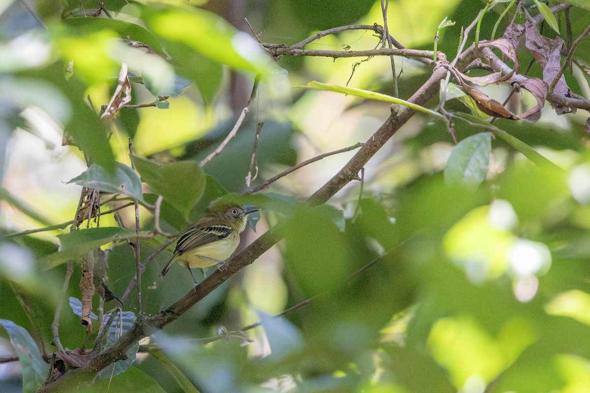 Southern Bentbill - ML634780471