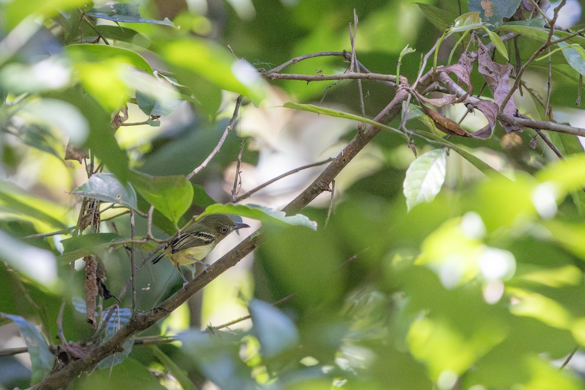 Southern Bentbill - ML634780472
