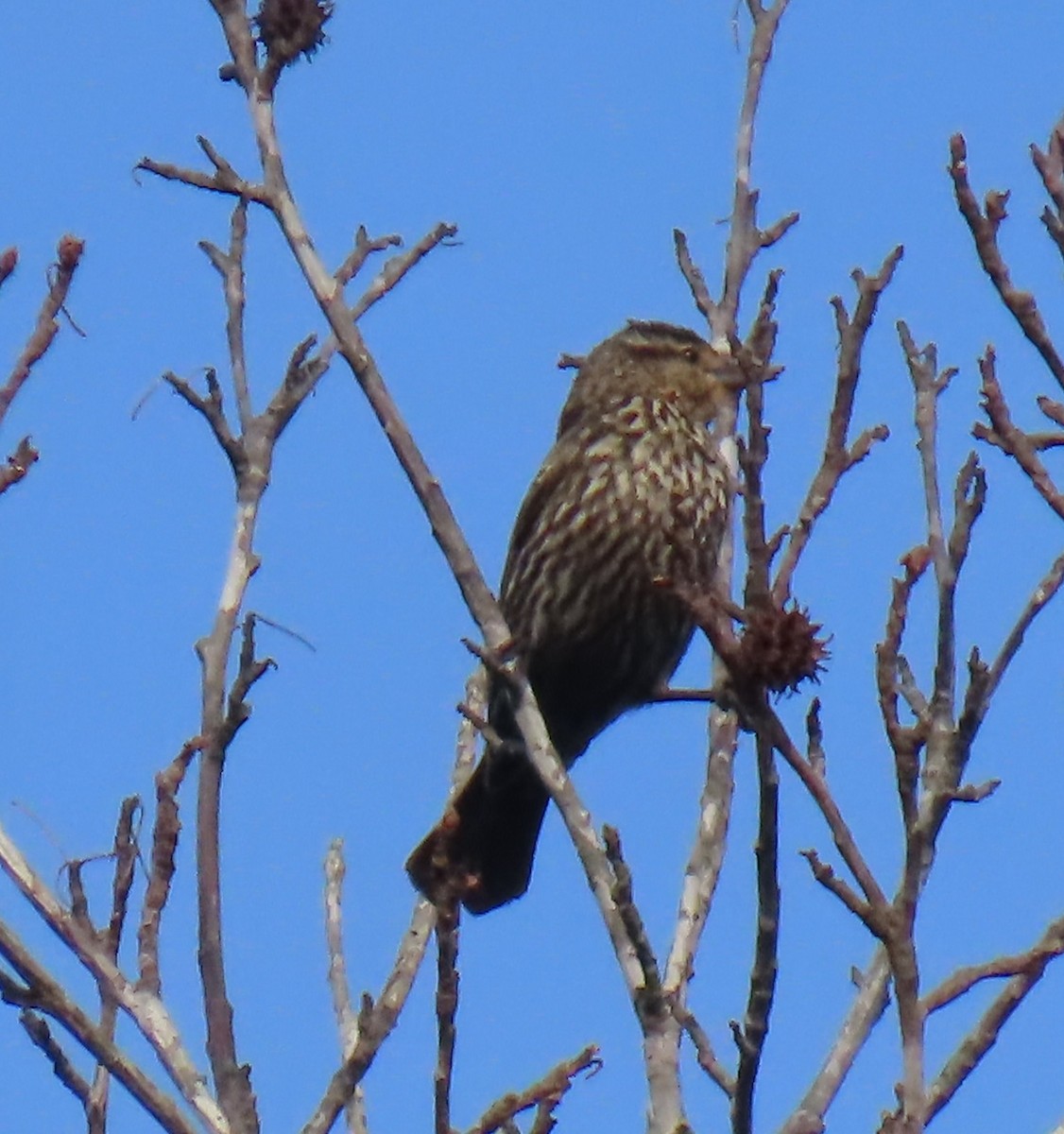 Red-winged Blackbird - ML634780494