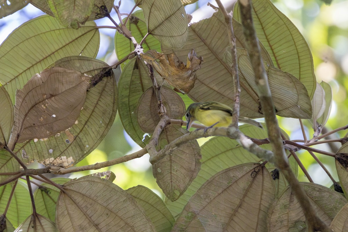 Yellow-winged Flatbill - ML634780516