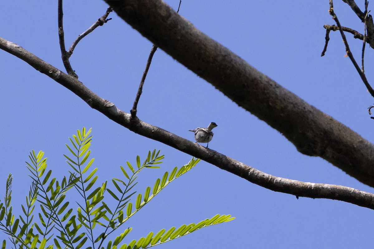 White-browed Gnatcatcher - ML634780611