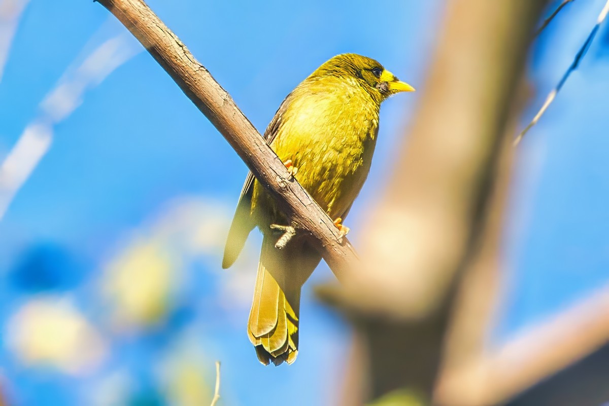 Bell Miner - ML634780626
