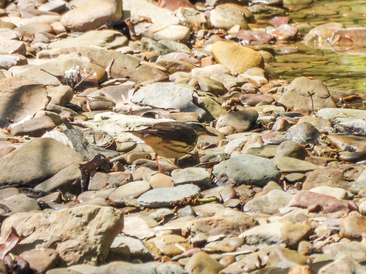 Louisiana Waterthrush - ML634780628