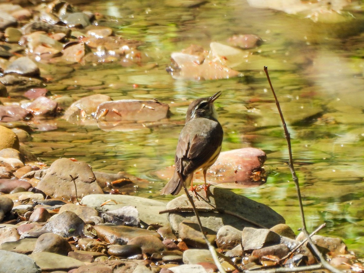 Louisiana Waterthrush - ML634780629