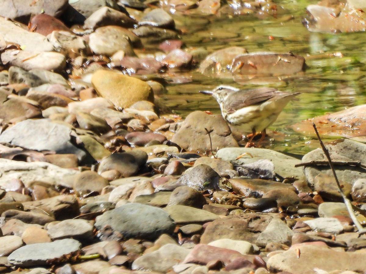 Louisiana Waterthrush - ML634780631