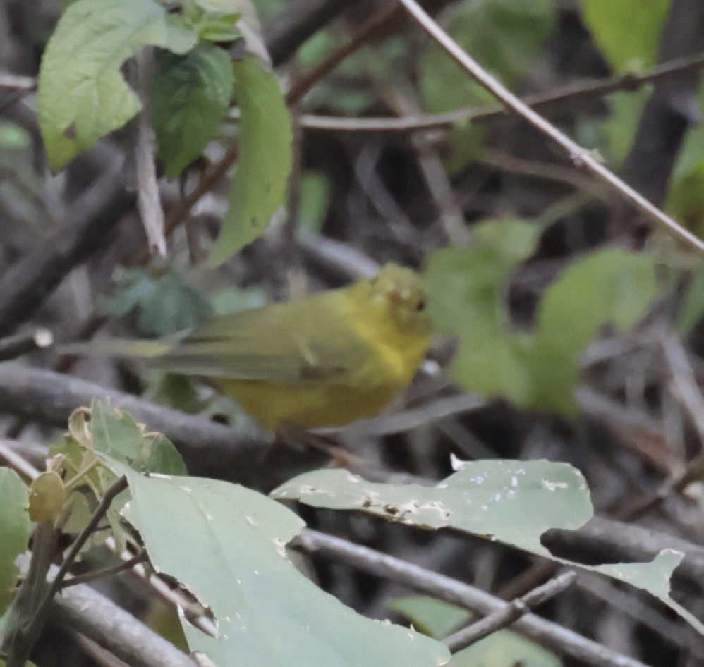 Whistler's Warbler - ML634780699