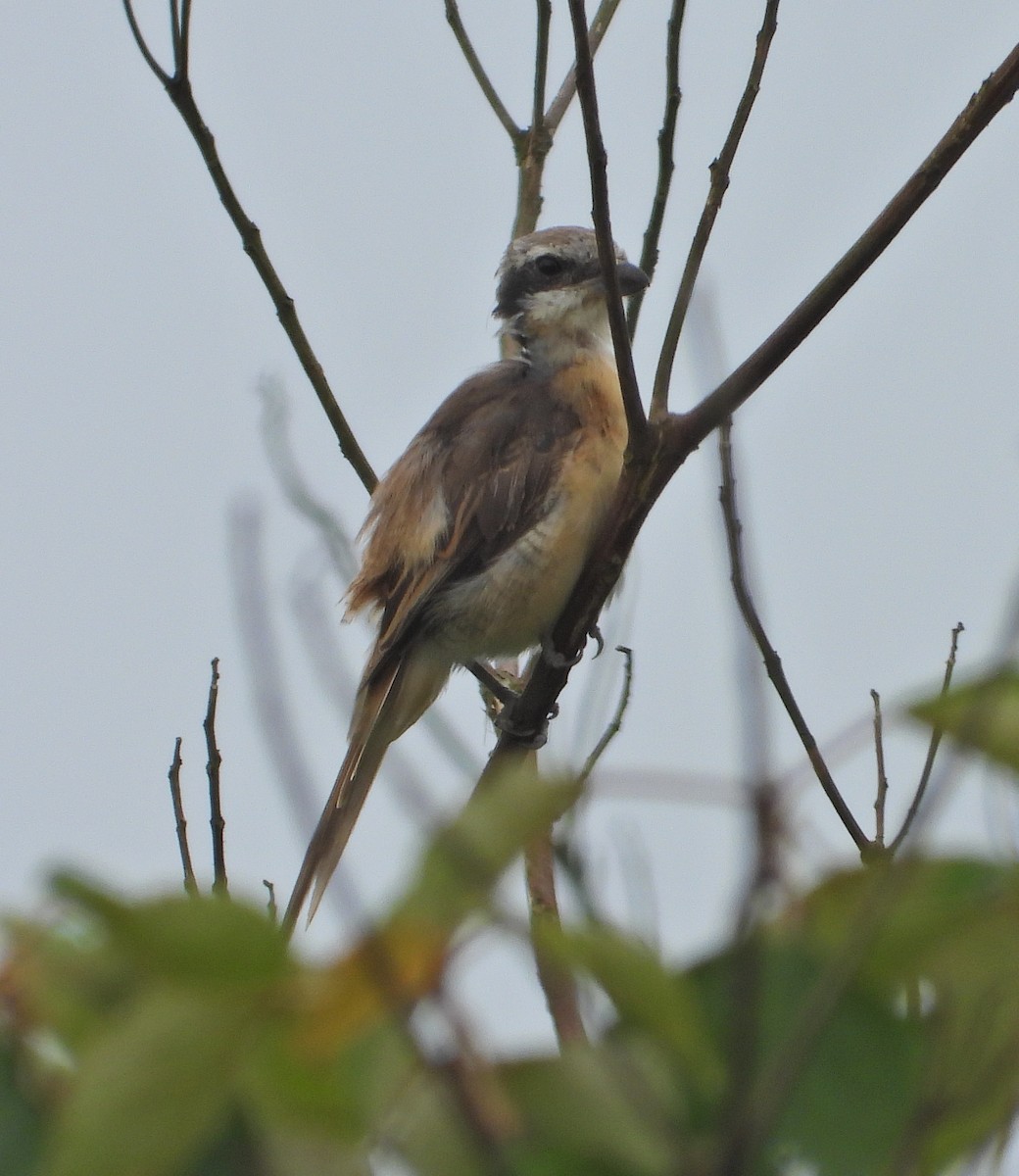 Brown Shrike - ML634780748