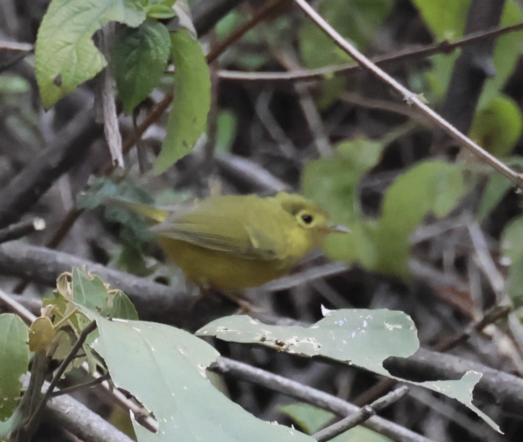 Whistler's Warbler - ML634780794