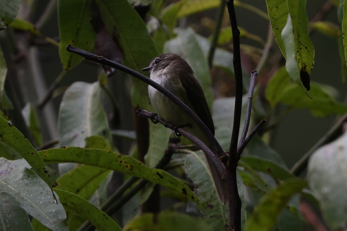Jamaican Elaenia - ML634780828
