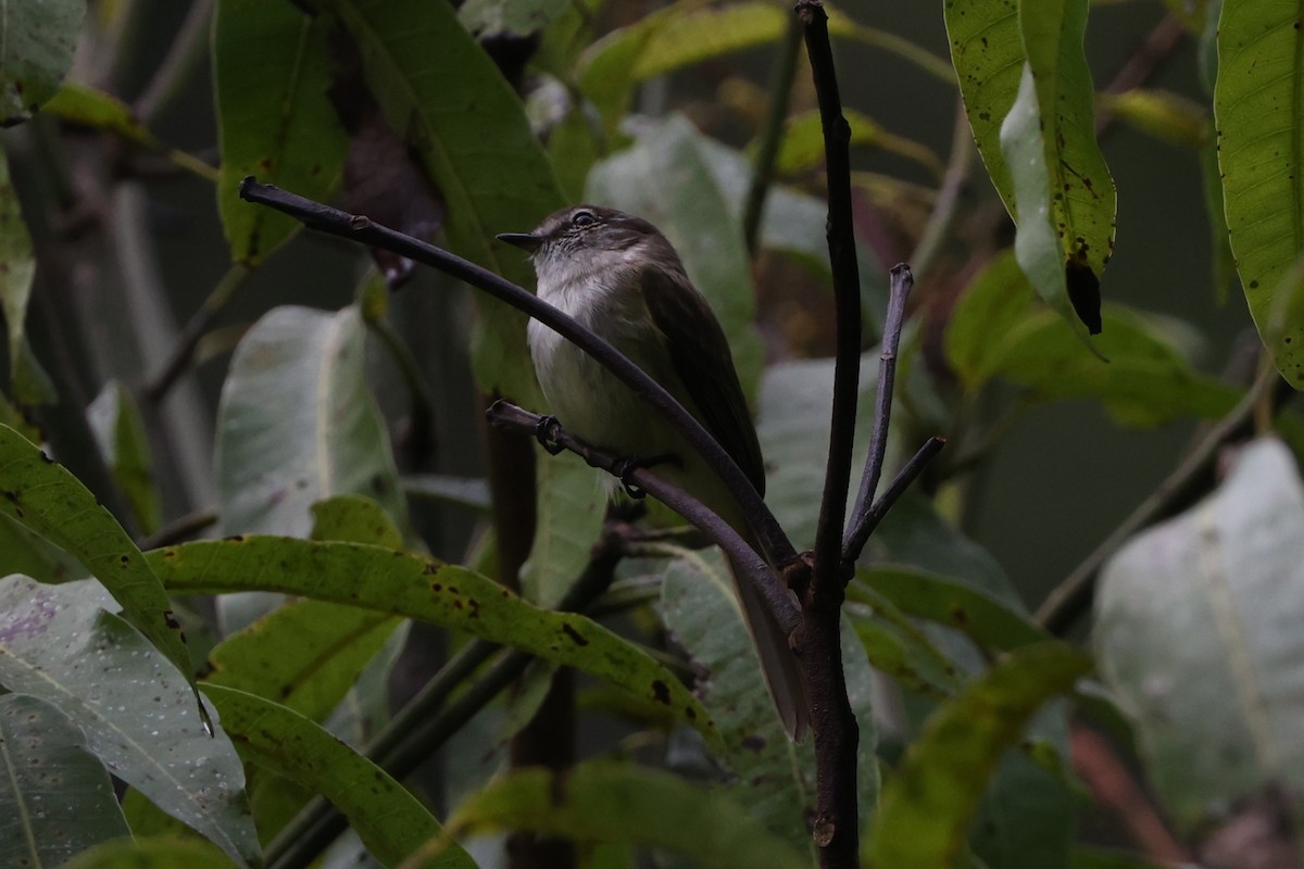 Jamaican Elaenia - ML634780829