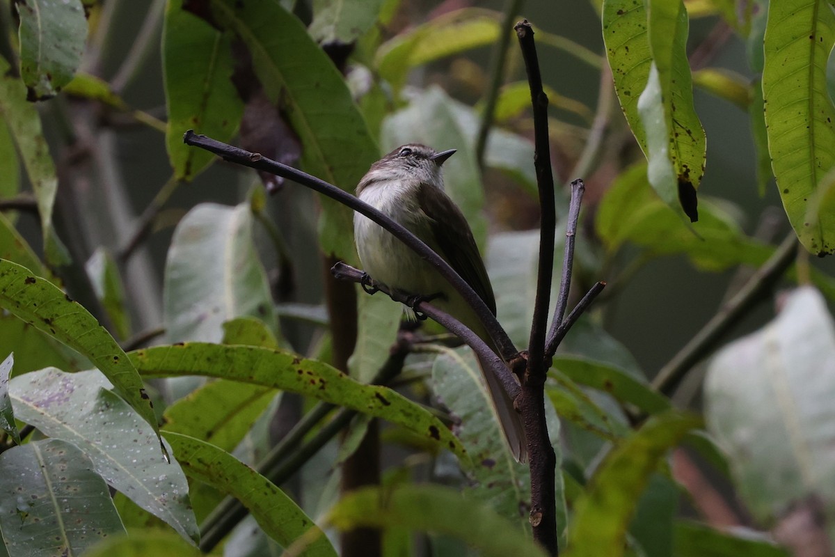 Jamaican Elaenia - ML634780830