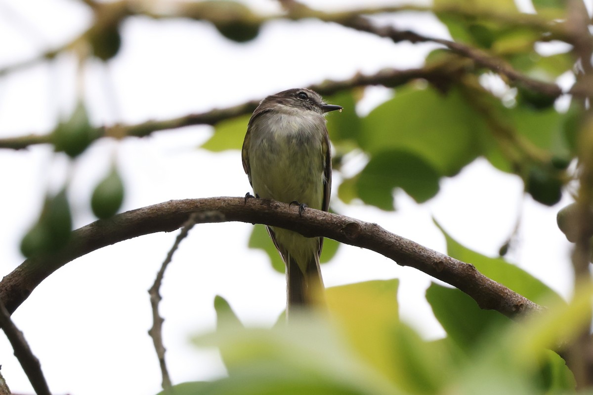 Jamaican Elaenia - ML634780847