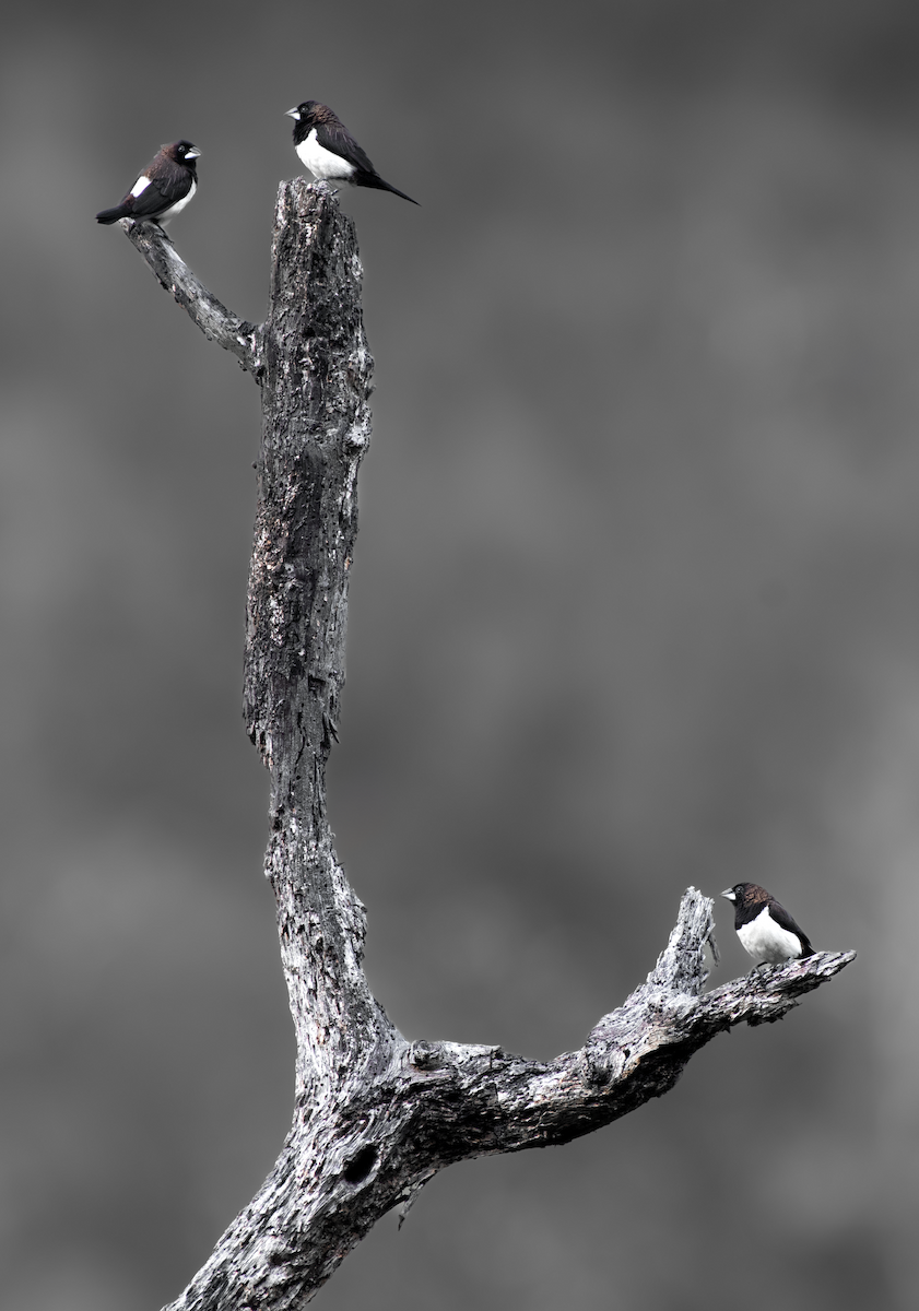 White-rumped Munia - ML634780901