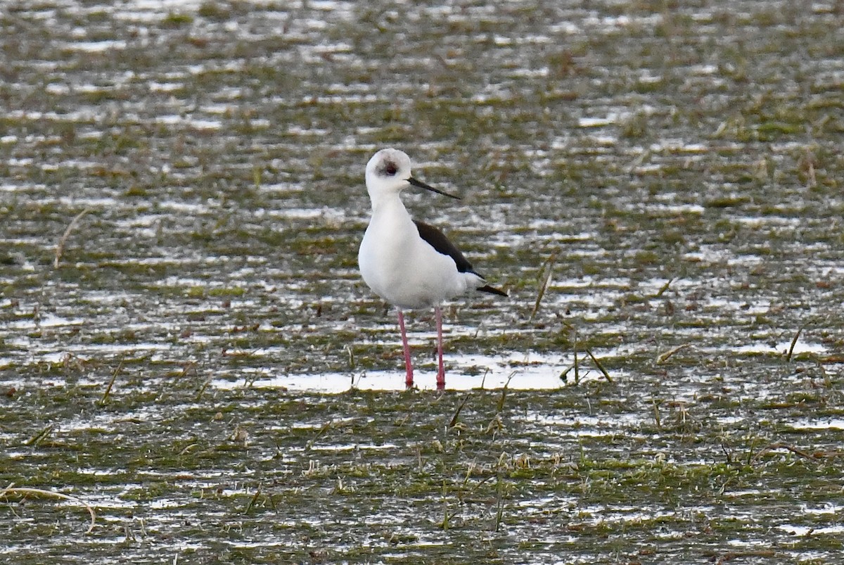 Кулик-довгоніг чорнокрилий - ML634781019