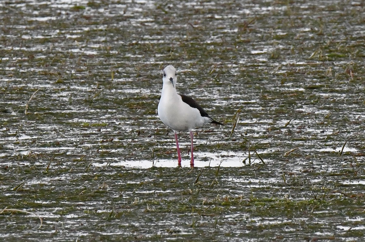 Кулик-довгоніг чорнокрилий - ML634781020