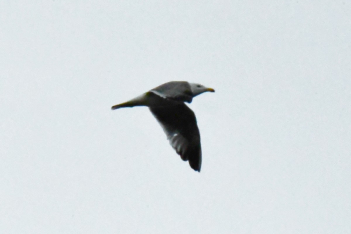 Мартин скельний - ML634781026