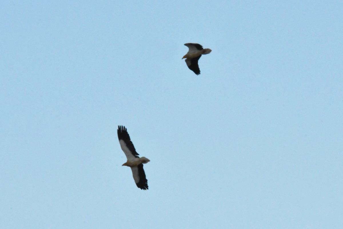 Стерв'ятник білий - ML634781031