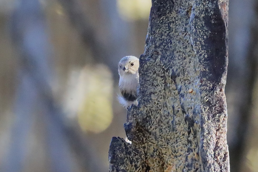 Bushtit - ML634781049